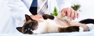 Cat Clinic SG