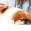 What is vaccination for pets?