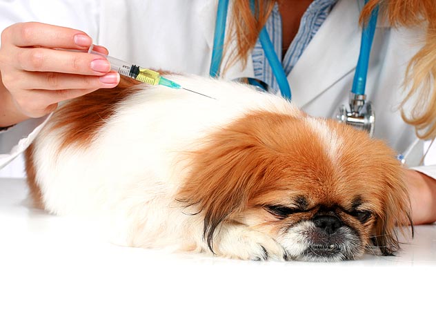 Pet Vaccination - Visiting Vet