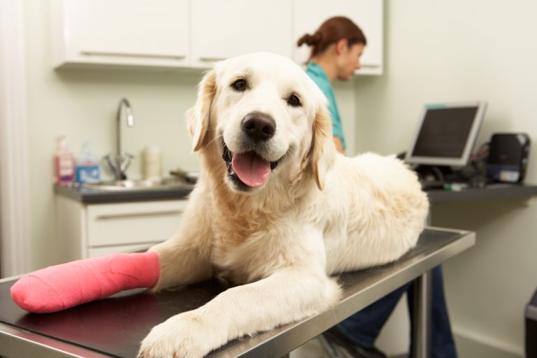 Orthopedic Surgery for Pets