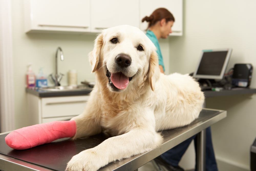Read more about the article The Benefits of Regular Check-ups: How Vets for Pets Keep Your Pet Healthy