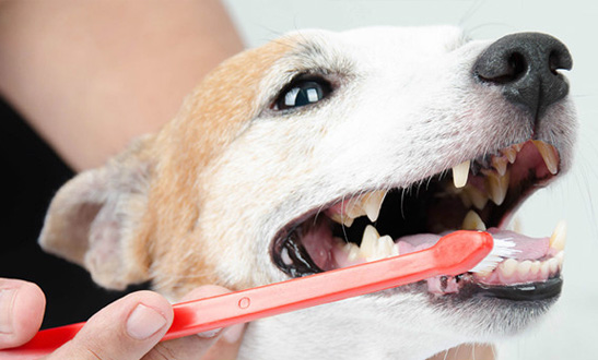 Vet Dental Services 