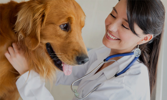 Diagnostic-Services-For-Pets