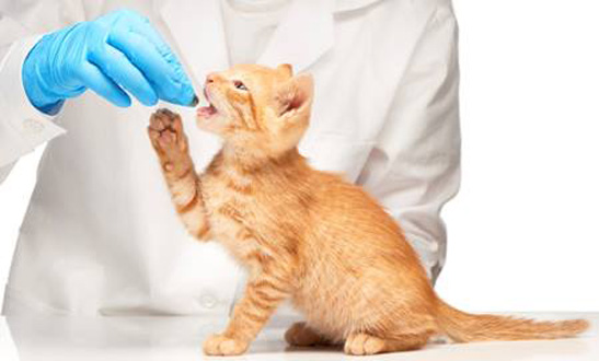 Internal Medicine for Pet