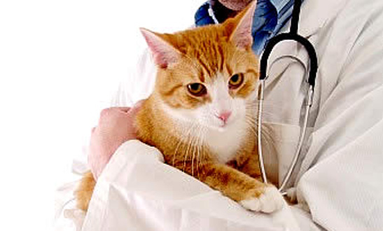 Vaccination for Pet - Vet Clinic SG