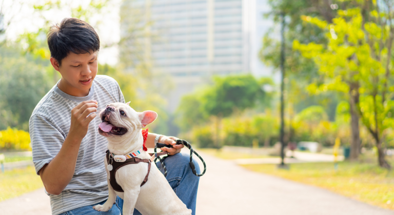 Man kneels in a sunny park offering a treat to a white French bulldog on a leash wearing a harness and collar.