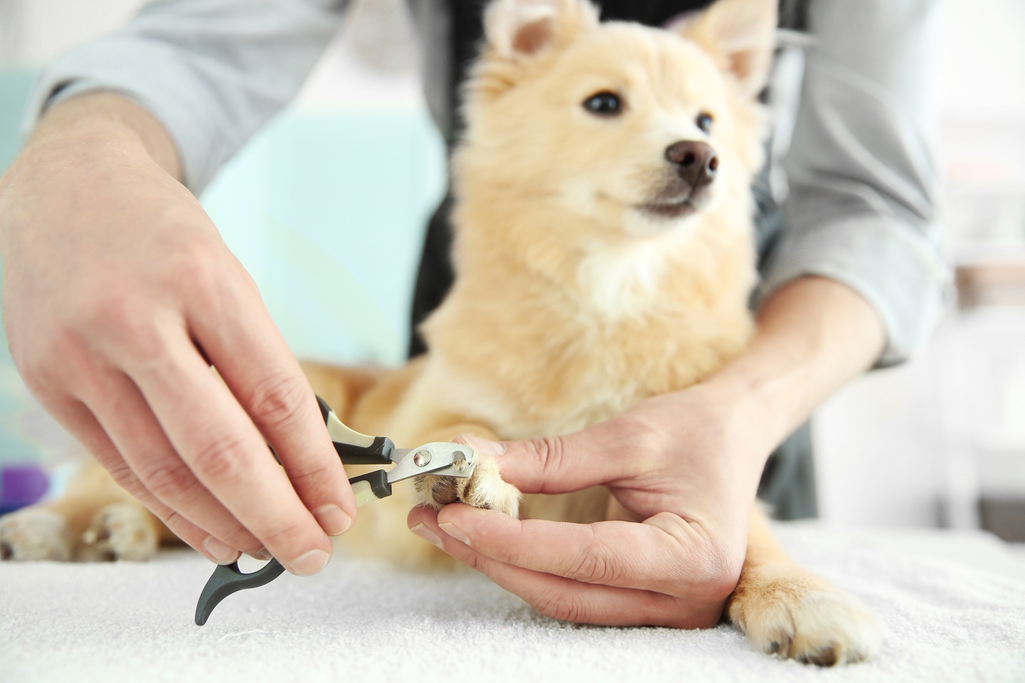 Read more about the article What If Nail Clipping Didn’t Mean Wrestling Your Pet Into the Car?